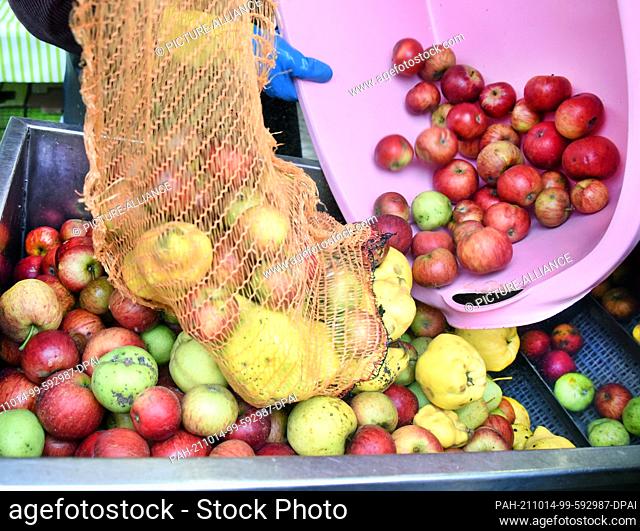 11 October 2021, Saxony, Fuchshain Bei Leipzig: Customers pour their harvested apples and quinces onto the conveyor belt at a mobile apple crusher set up for...
