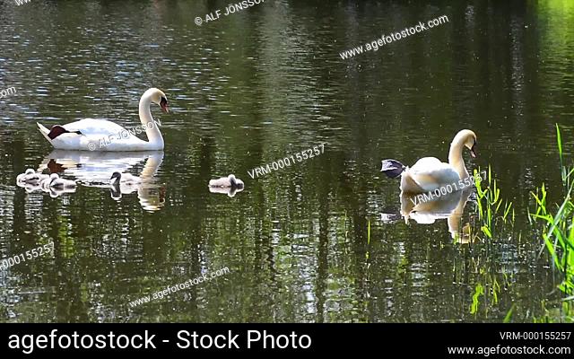Mute Swan (Cygnus olor) with chicks on dark water in Ystad, Scania, Sweden, Scandinavia