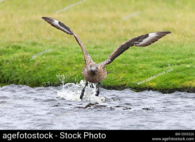 Great Skua, great skuas (Stercorarius skua) Skua, skuas, gulls, animals, birds, Great Skua adult, in flight, taking off from water, Shetland Islands, Sc