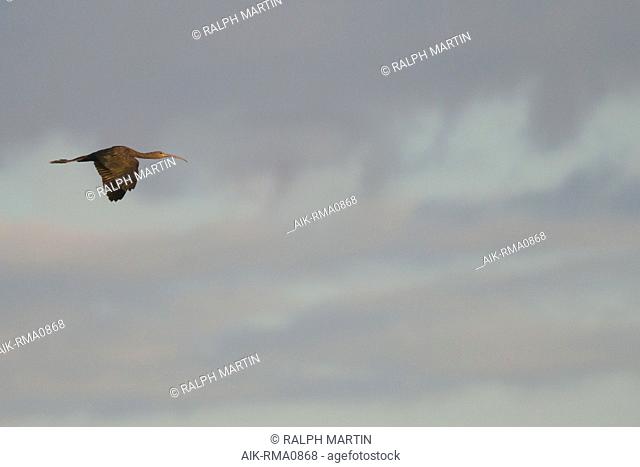 Glossy Ibis (Plegadis falcinellus), Spain, adult in flight