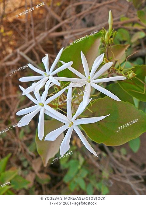 jasminum multiflorum, Angelwing Jasmine