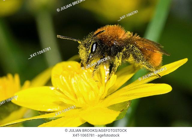 Andrena fulva – the tawny mining bee, female on lesser celandine flower, covered in pollen