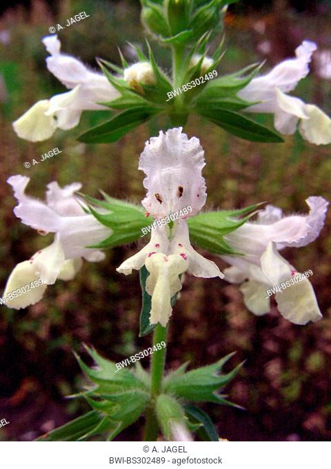 annual yellow-woundwort, hedgenettle betony (Stachys annua), flowers, Germany