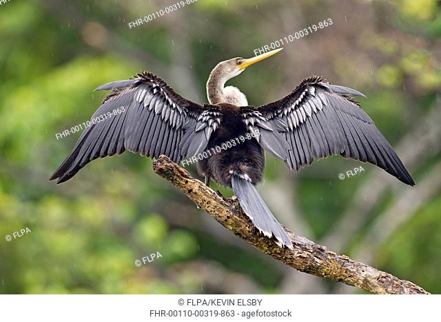 Anhinga (Anhinga anhinga) immature, with wings outstretched, standing on branch during rainfall, Tobago, Trinidad and Tobago, November