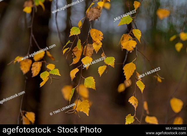 Discolored leaves in autumn on a birch tree, shallow depth of field, blurred bokeh