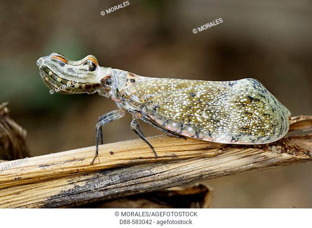 Lanternfly or 'Peanut-head bug' or 'alligator bug ' (Fulgora laternaria). Heath river camp .Border Peru/Bolivia