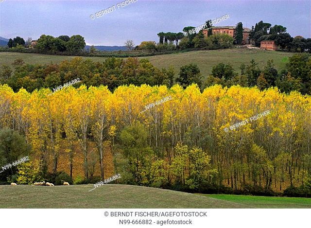 Tuscan landscape, country residence, fields and pastureland, flock of sheep,  line of poplar trees, colours of autumn, Tuscany, Italy