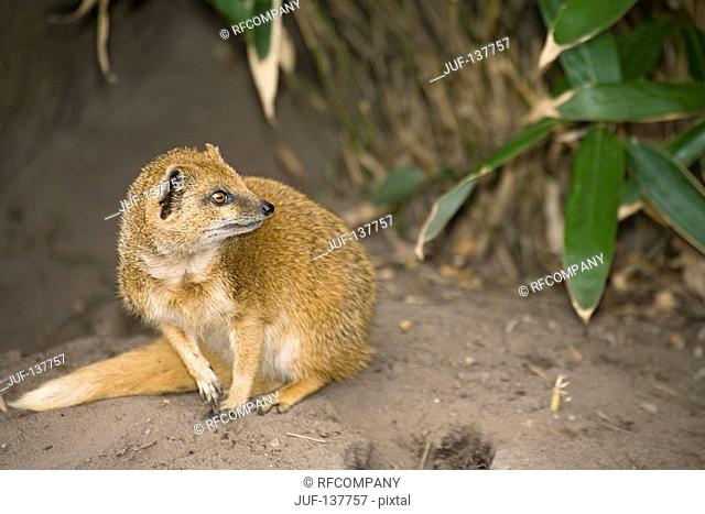 Yellow mongoose - sitting / Cynictis penicillata