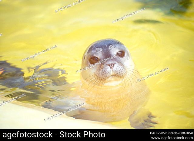 20 May 2022, Schleswig-Holstein, Friedrichskoog: The seal ""Meike"" swims for the first time after the quarantine of the young animal in one of the outdoor...