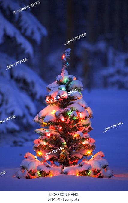 Illuminated Christmas tree in a forest