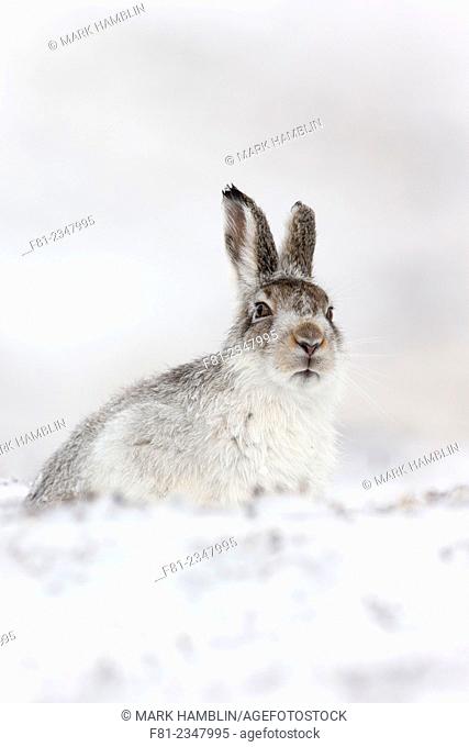 Mountain Hare (Lepus timidus) adult in winter coat sitting in snow