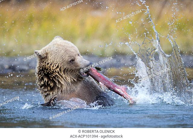 Grizzly bear (Ursus arctos horribilis), female, playing with/tossing/eating sockeye salmon (Oncorhynchus nerka), Central Interior, British Columbia, Canada