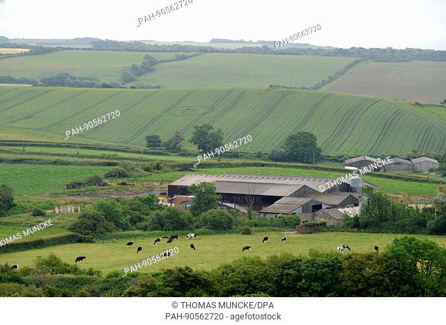 Cows and a farm between Waymouth and Lyme Regis on June thirteenth 2016 | usage worldwide. - Weymouth/Dorset/United Kingdom of Great Britain and Northern...