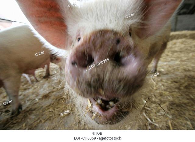 England, Shropshire, Shrewsbury, Close up of pig's snout. The animal seems interested in the camera