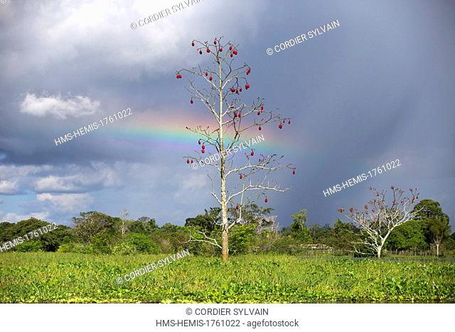 Brazil, Amazonas State, Amazon river basin, Great Kapok Tree. (Ceiba pentandra)