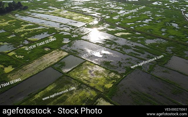 Aerial beautiful sun light reflect in flood water in green paddy field