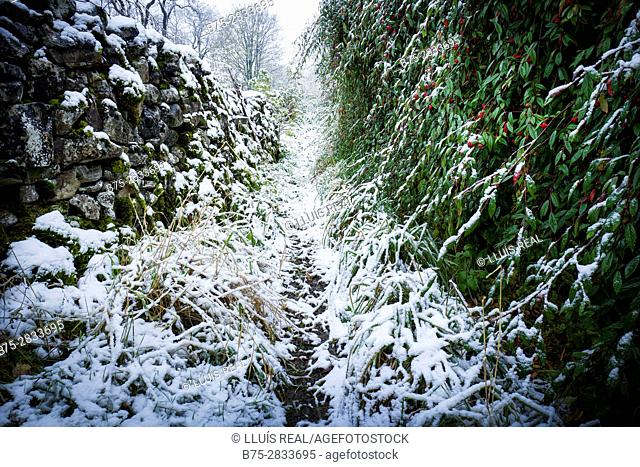Path with dry stone wall and shrubs with red flowers on a winter morning with snow. Buckden North Yorkshire, Yorkshire Dales, Skipton, UK
