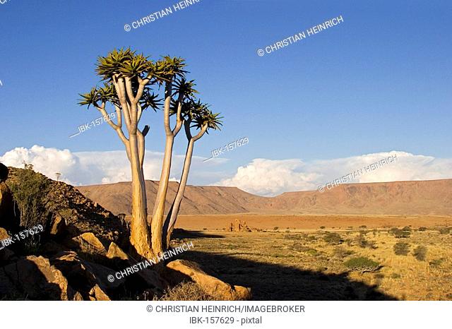Quiver tree (Aloe dichotoma) on a mountain ridge, Tiras Mountains, Namibia, Africa