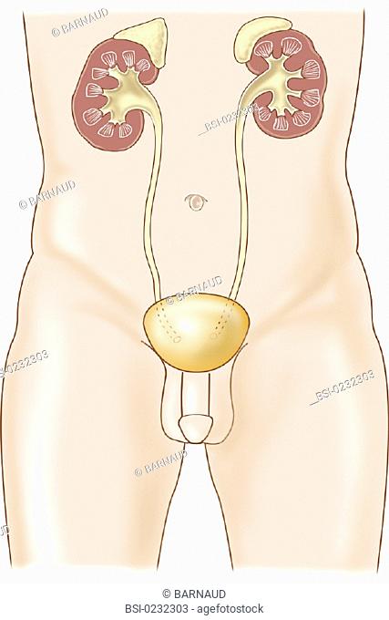URINARY SYSTEM, DRAWING