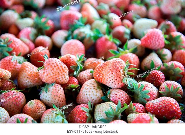 Fresh Strawberrys at Doi ang-Khang