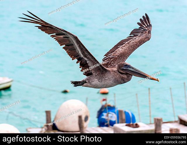 Pelican flying over the bay of Santa Cruz Island, Galapagos, Ecuador