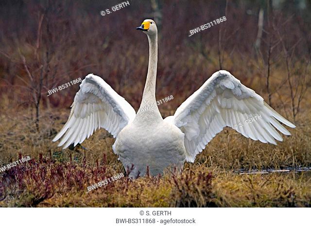 whooper swan (Cygnus cygnus), stretching out, Sweden, Hamra National Park