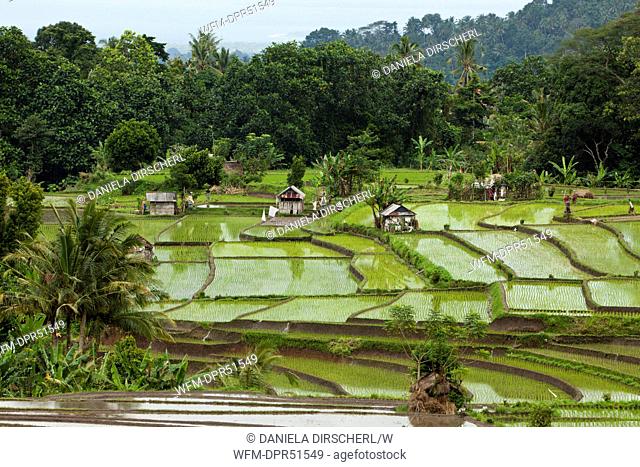 Ricefields at Bali, Oryza, Bali, Indonesia