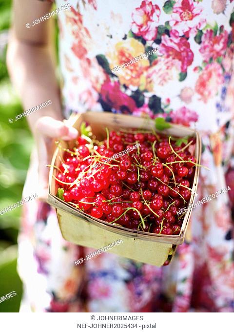 Girl holding redcurrants in basket