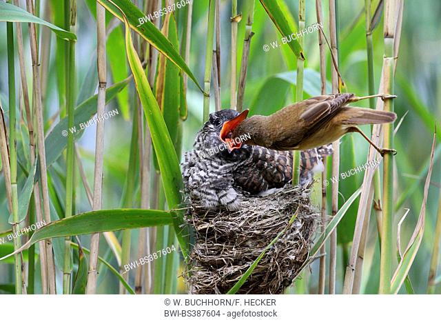 Eurasian cuckoo (Cuculus canorus), fledgling in the nest of a reed warbler, reed warbler feeding the cuckoo chick, Germany