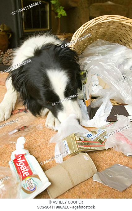 A dog eating the contents of a household bin