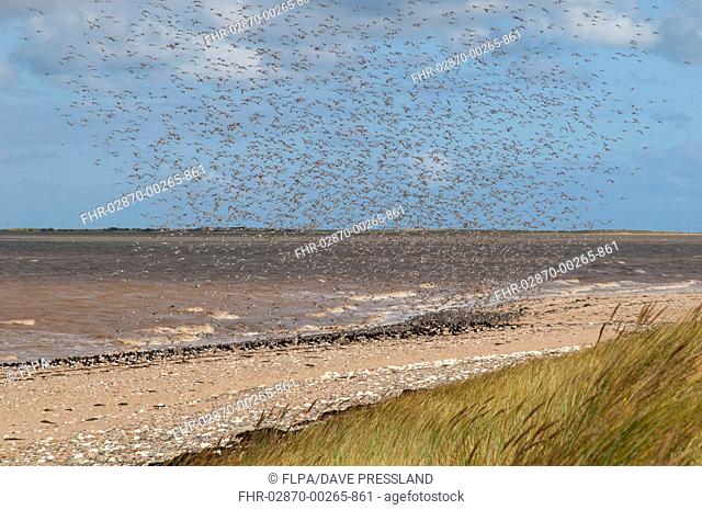 Knot (Calidris canutus) flock, in flight, landing beside Eurasian Oystercatcher (Haematopus ostralegus) flock on beach, Humber Estuary, Spurn Point