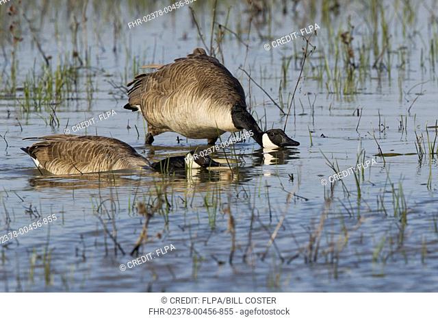 Canada Goose (Branta canadensis) adult pair, in threat display on water, Ontario, Canada, May