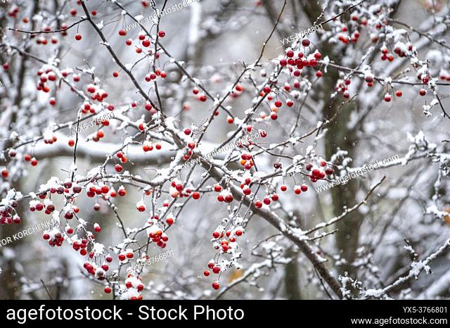 Berries covered with early first snow