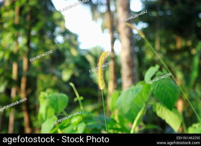 Close up shot of wild grass shrubs in the forest of kerala