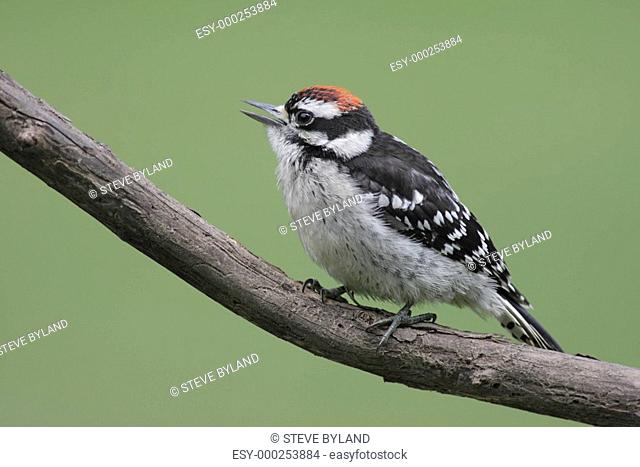 Downy Woodpecker picoides pubescens