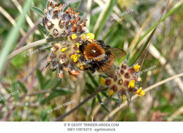 Bumblebee (Bombus muscorum, Sub species: ag). North Uist - Outer Hebrides - Scotland
