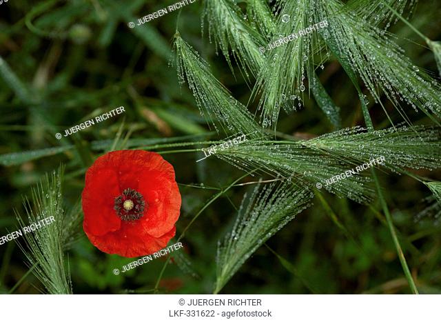 Poppy and wheat with dew, La Rioja, Northern Spain, Spain, Europe