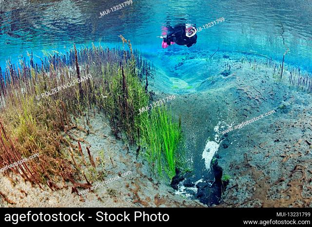 Spring pot of the small river Litla in the north of Iceland, divers in crystal clear, geothermally warmed river, Akureyri, North Iceland