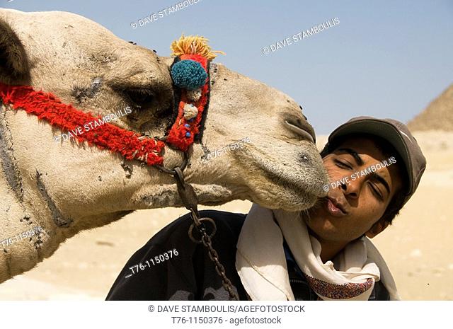 kissed by a camel at the Great Pyramids of Giza in Cairo Egypt