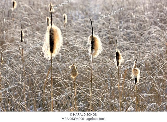 Germany, Thuringia, Gehren, burlrushes, Typha, seed dispersal, Thuringian forest, silhouette, back light, copy space