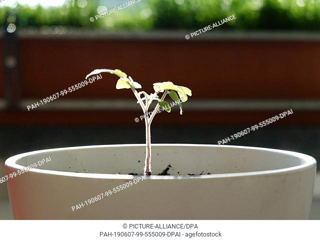 01 May 2019, Berlin: A young tomato plant grows on a balcony in a white flower pot. Photo: Soeren Stache/dpa-Zentralbild/ZB. - Berlin/Berlin/Germany