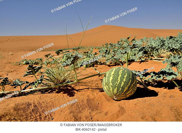 Desert melon in front of a dune, Bayuda Desert, asch-Schamaliyya, Sudan