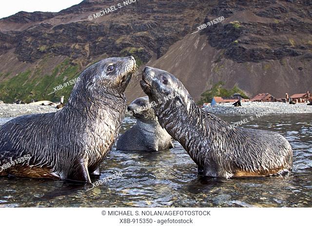 Antarctic Fur Seal Arctocephalus gazella pups at play at the abandoned Norwegian whaling station at Stromness on the island of South Georgia