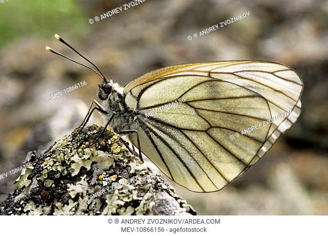 Black-veined White Butterfly - resting on a stone in a mountain forest (Aporia crataegi). Sengilen mountain range, South Tuva, Russia