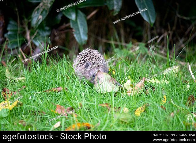24 October 2021, Hamburg: A young brown-breasted hedgehog (Erinaceus europaeus) forages under a leaf in the afternoon. Normally hedgehogs are nocturnal animals