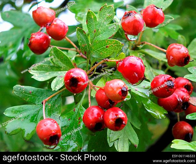 closeup of a bunch of bright red wild hawthorn berries growing in woodland in early autumn