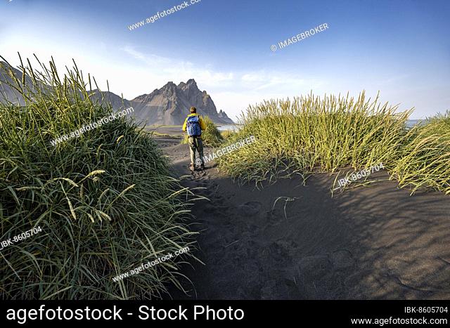 Tourist on a sand dune, Black beach with volcanic sand, Sand beach, Dunes with grass, Stokksnes headland, Klifatindur mountain range, Austurland, East Iceland