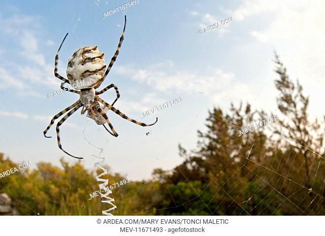 Lobed Argiope / Wasp Sider on web with prey