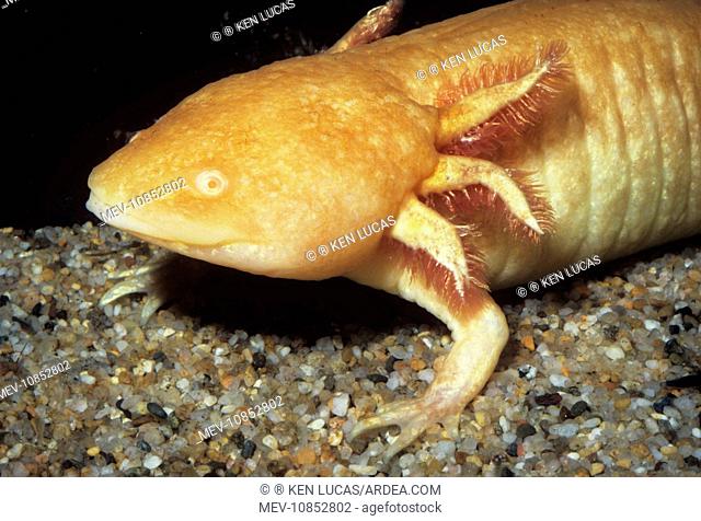MEXICAN AXOLOTL - Albino, Sexually mature but remains in larval form. (Ambystoma mexicanum). Northern Mexico