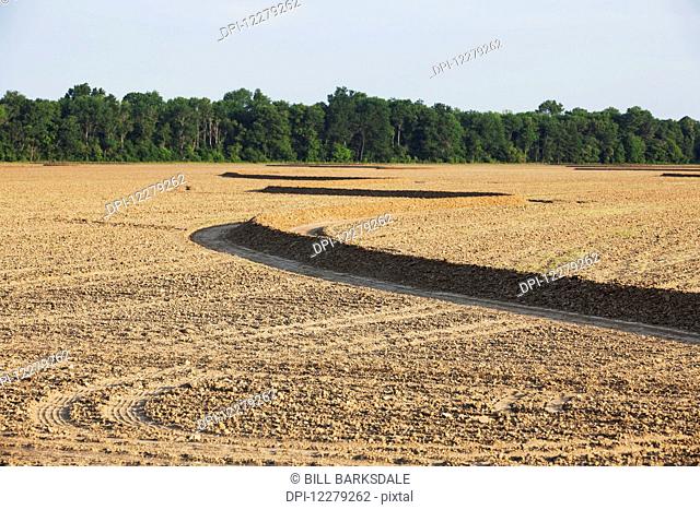 Rice field that has just been planted; England, Arkansas, United States of America